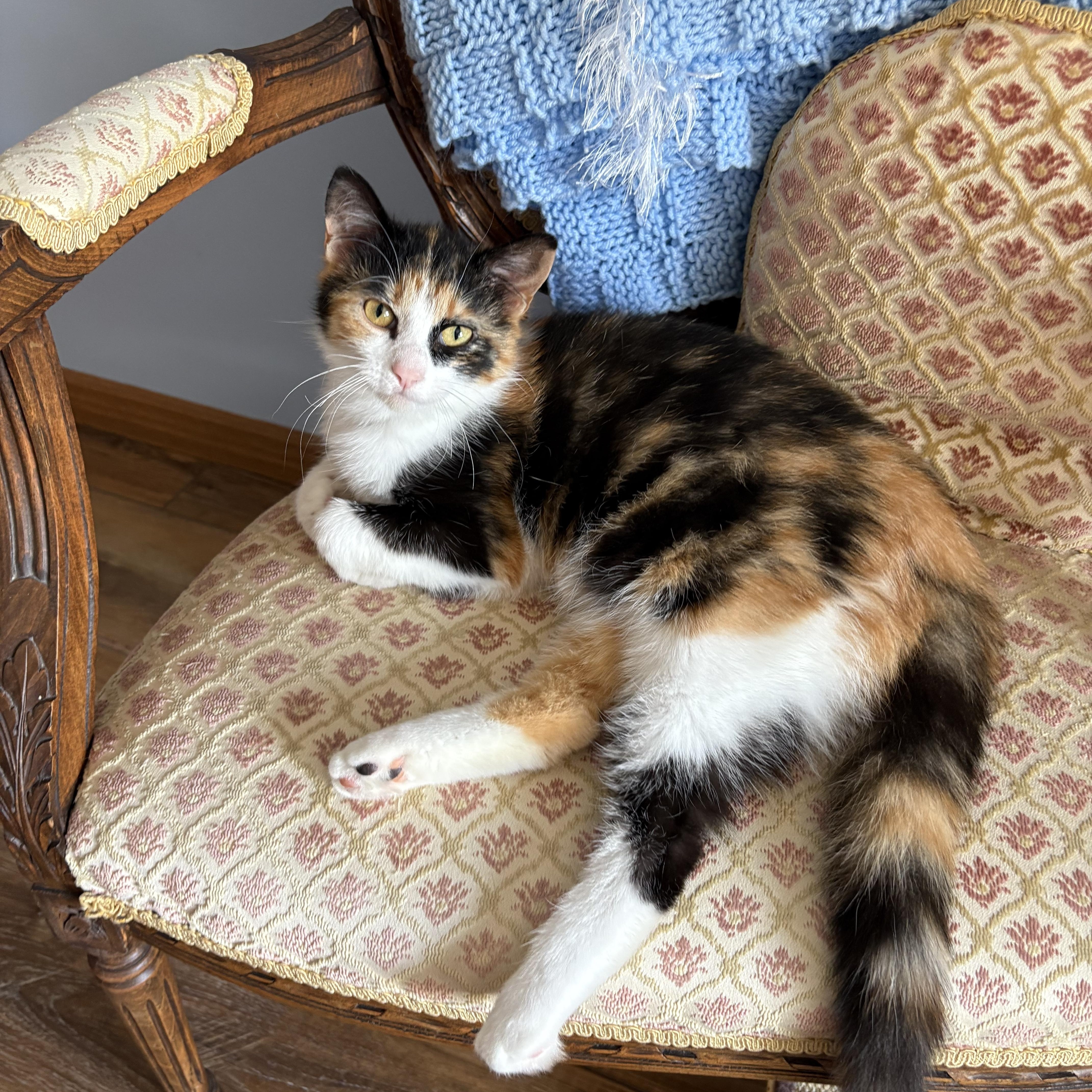 Twix, ADOPTABLE, Young Female Calico.