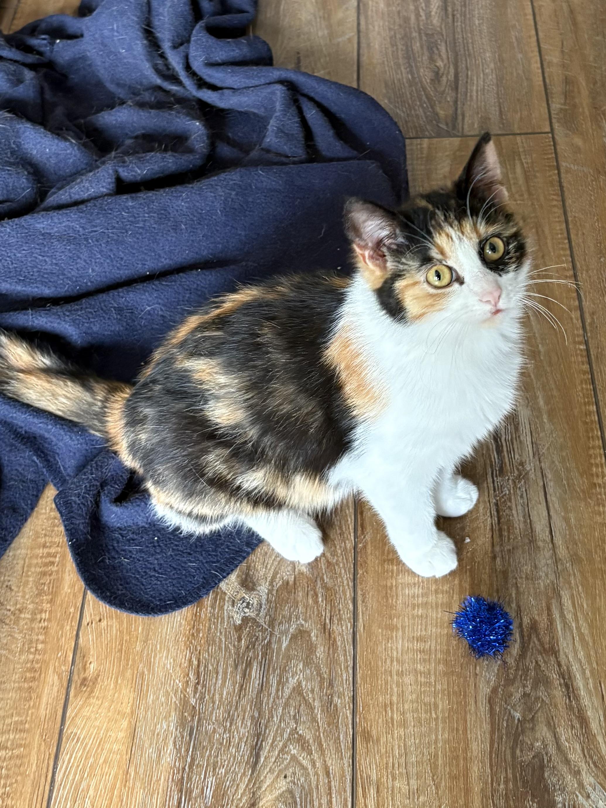Enlarge Twix, a ADOPTABLE Calico in Big Rapids, MI image 3/3