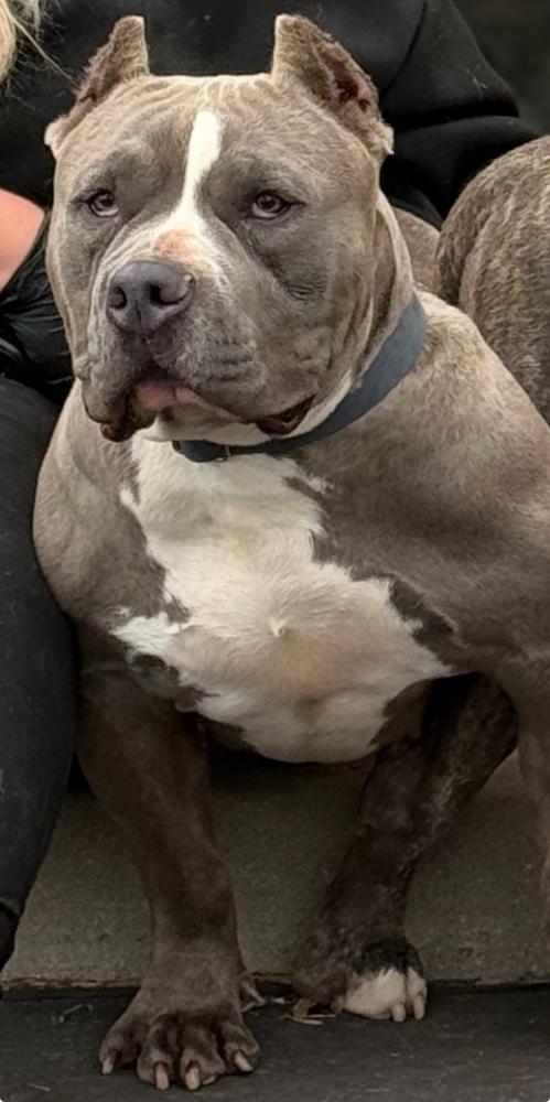 Enlarge Florence, a Adoptable American Bully in ventura, CA image 1/2