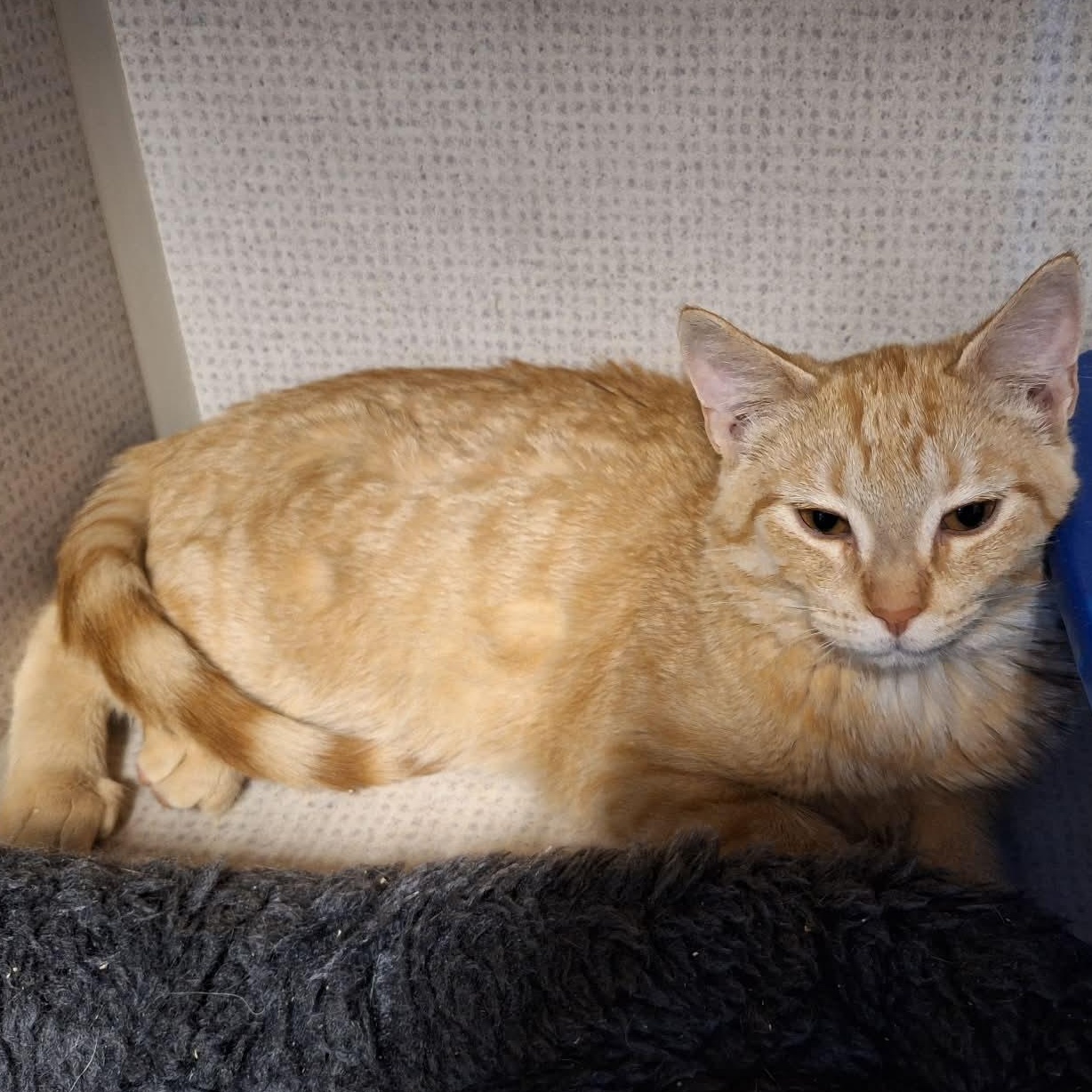 Enlarge Tiger, a ADOPTABLE Domestic Short Hair in St. Maries, ID image 1/1