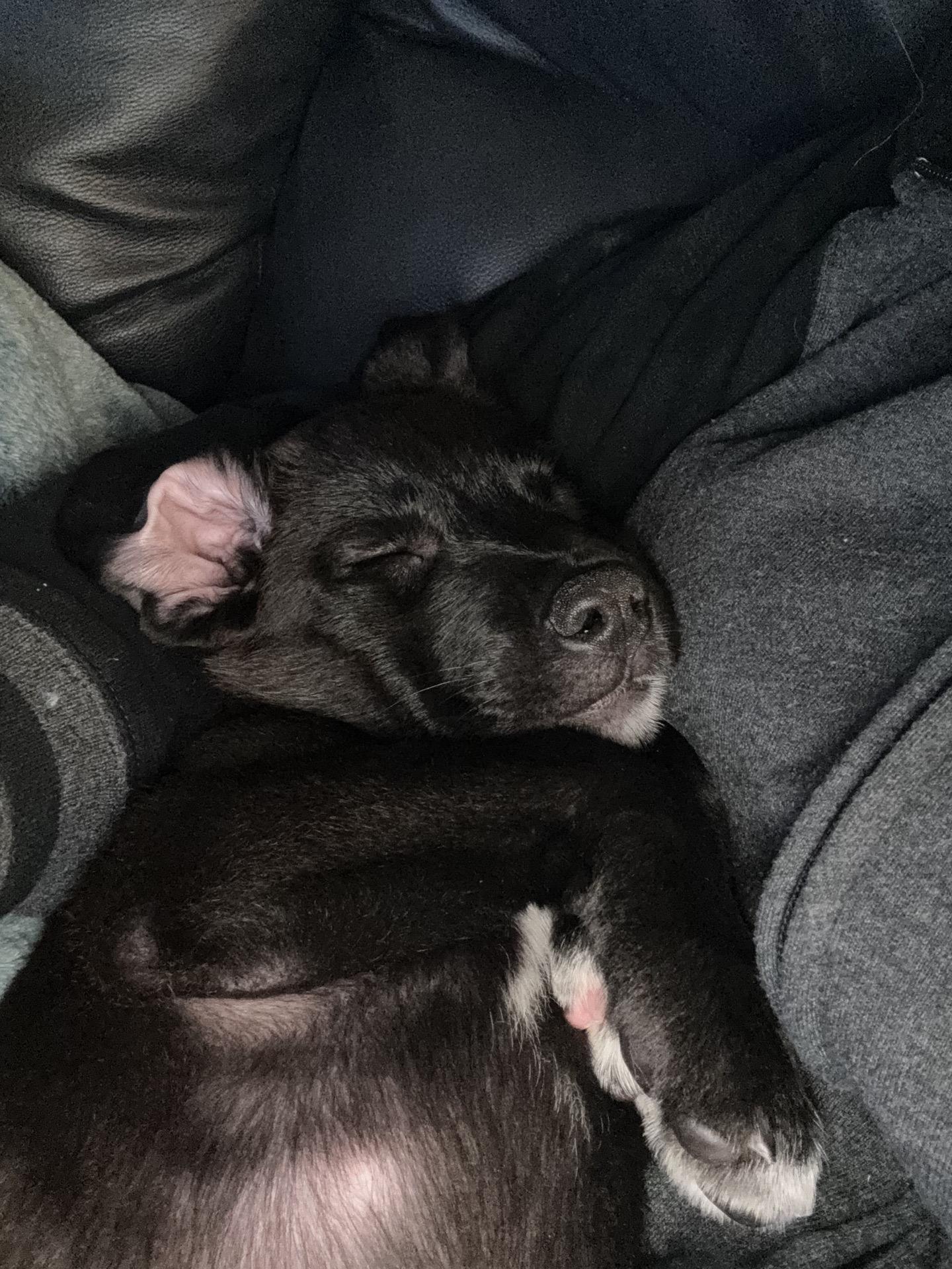 Enlarge Monroe, a Adoptable mixed breed in Copiague, NY image 3/3