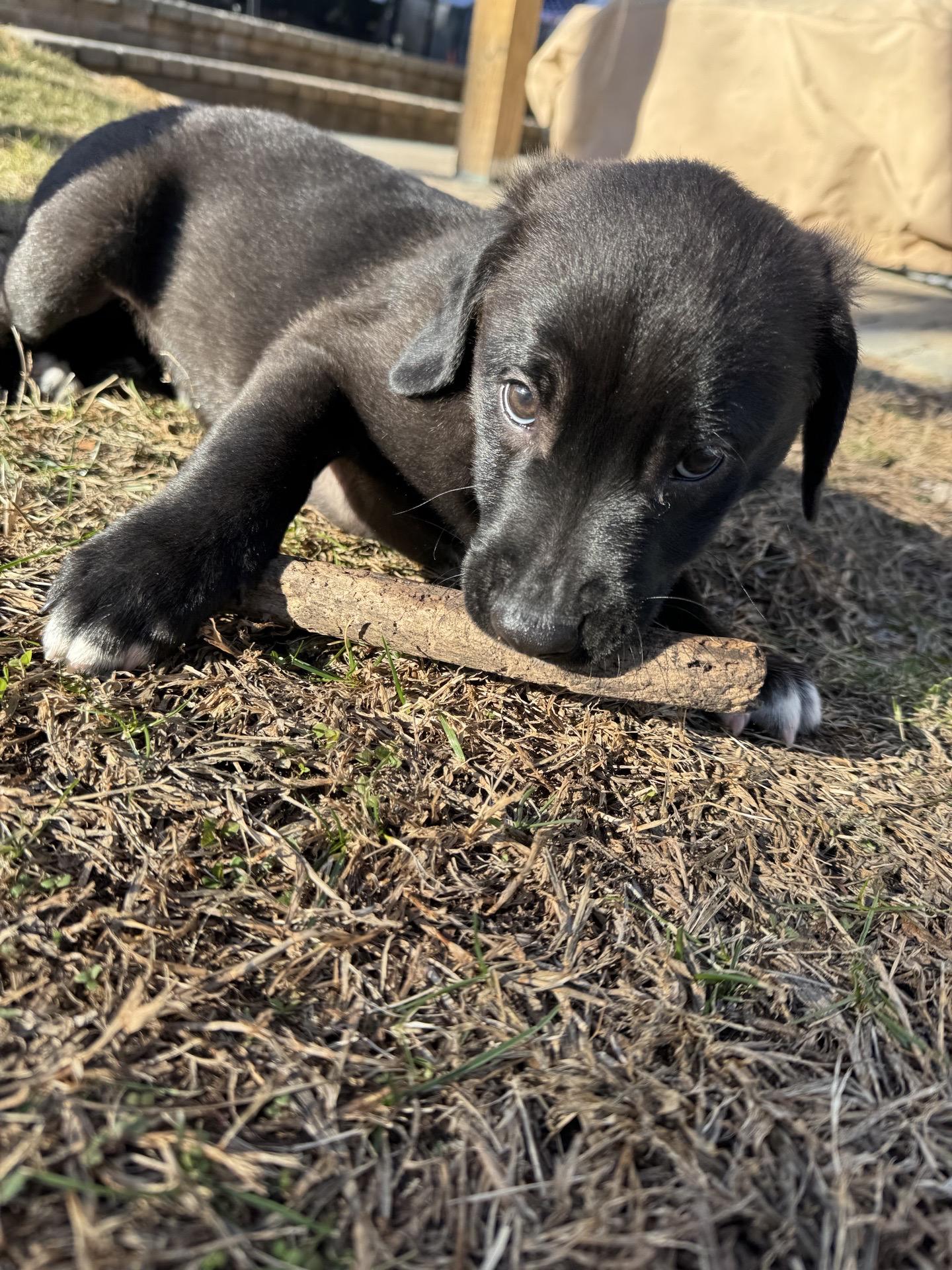 Enlarge Monroe, an adopted mixed breed in Copiague, NY image 4/5