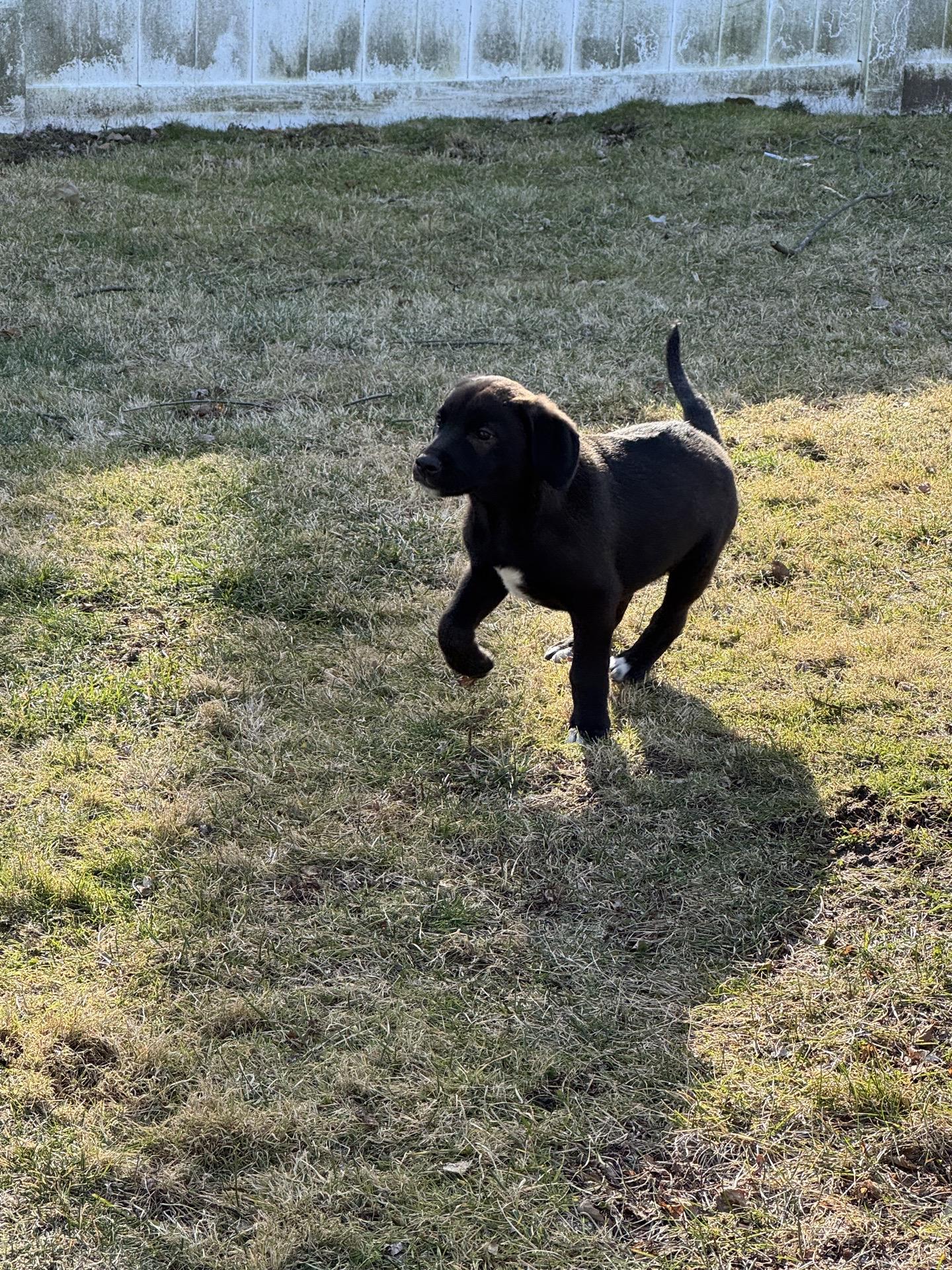 Enlarge Monroe, an adopted mixed breed in Copiague, NY image 5/5