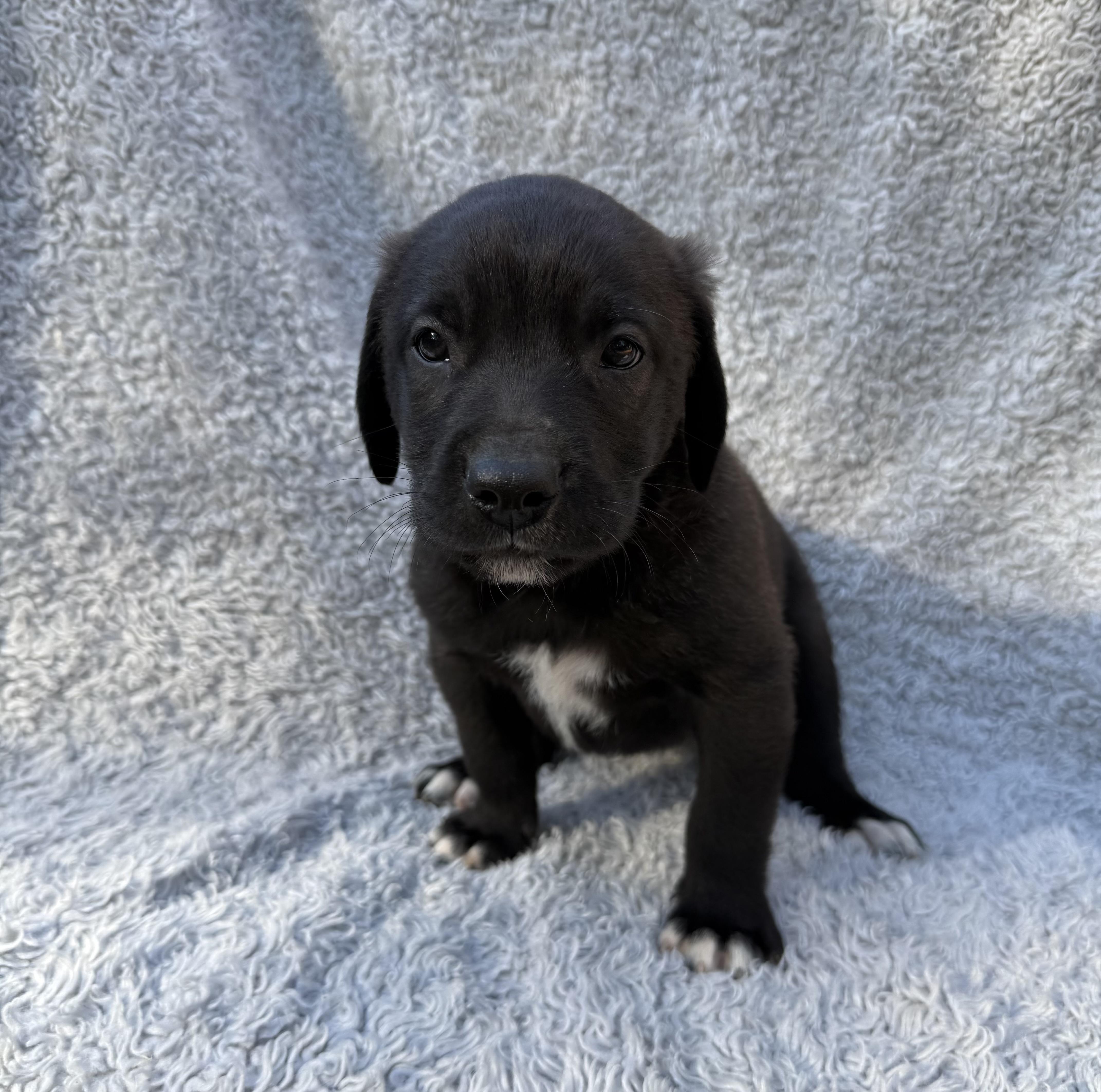 Enlarge Monroe, a Adoptable mixed breed in Copiague, NY image 2/3