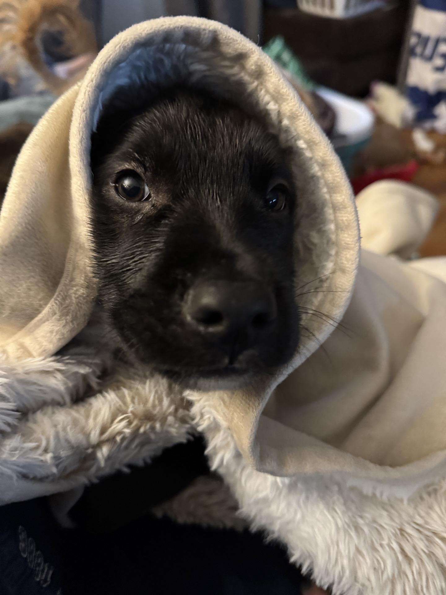 Monroe, Adoptable, Puppy Male Black Labrador Retriever.