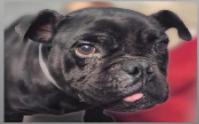 Pariza WA14185-T, Adoptable, Adult Female Pug.
