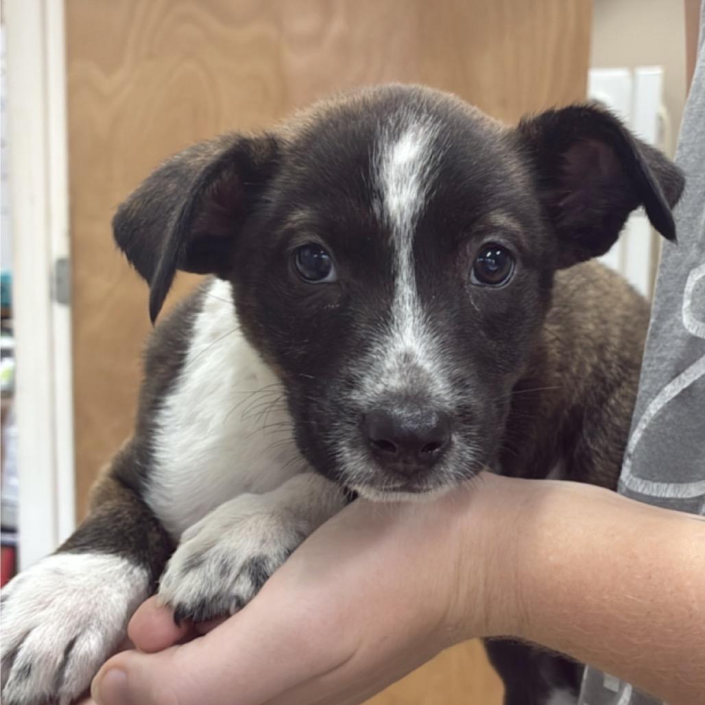 Faye, a Adoptable Labrador Retriever in Hattiesburg, MS image 1/4