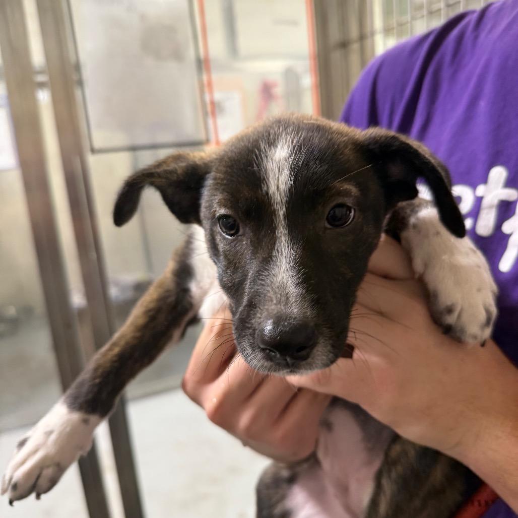 Faye, a Adoptable Labrador Retriever in Hattiesburg, MS image 2/4