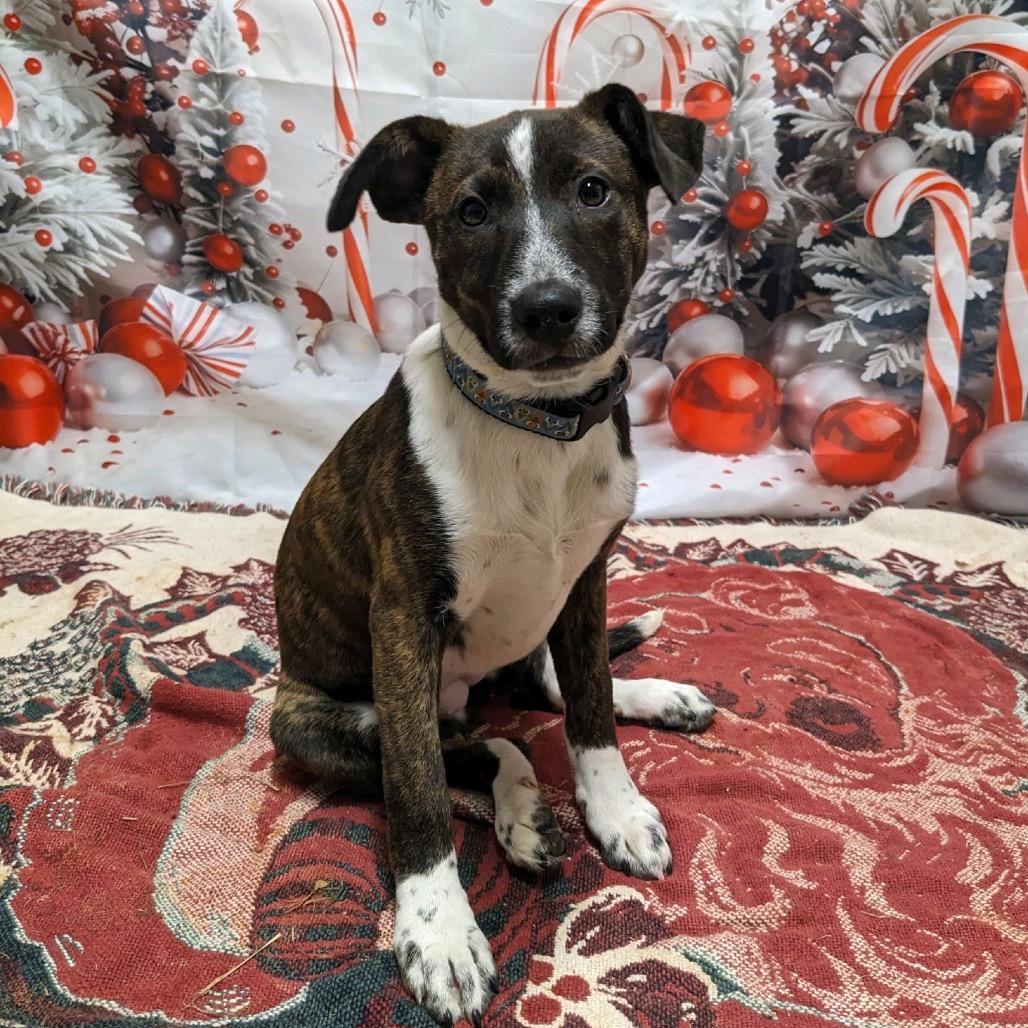 Faye, a Adoptable Labrador Retriever in Hattiesburg, MS image 3/4