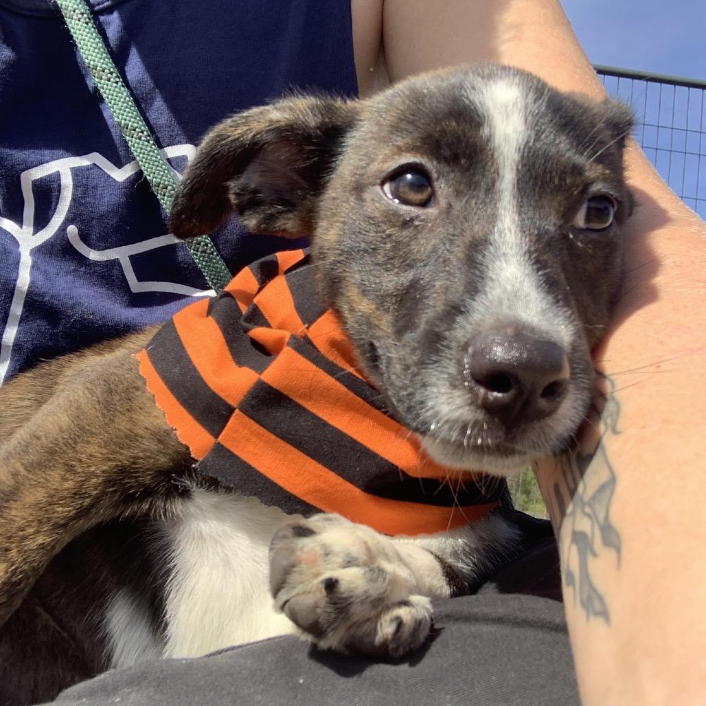 Faye, a Adoptable Labrador Retriever in Hattiesburg, MS image 4/4