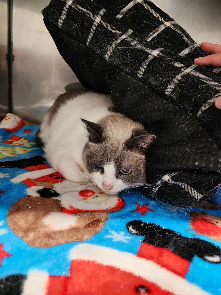 Ty, Adoptable, Adult Male Domestic Short Hair & Snowshoe.