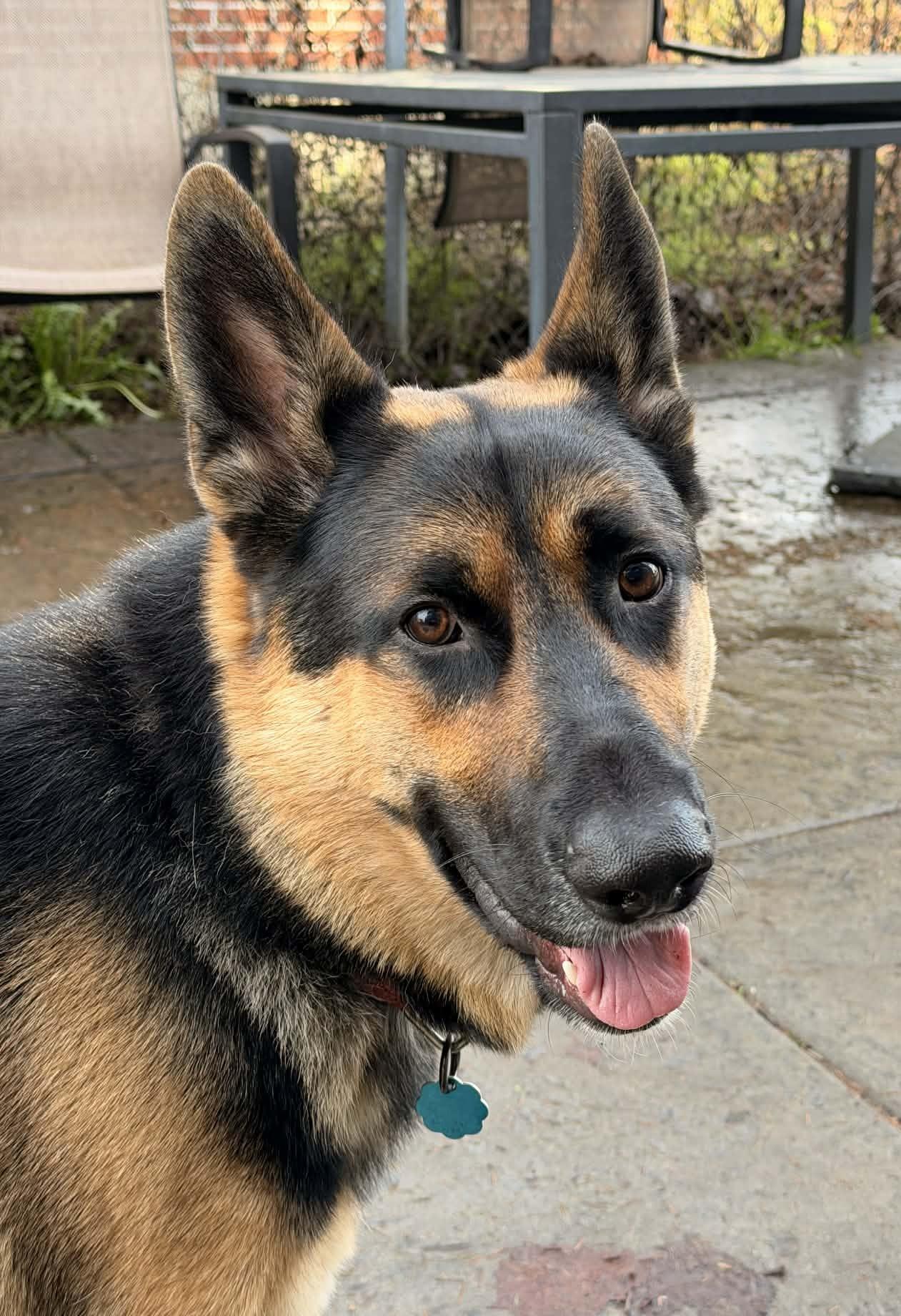 Oscar, ADOPTABLE, Young Male German Shepherd Dog.
