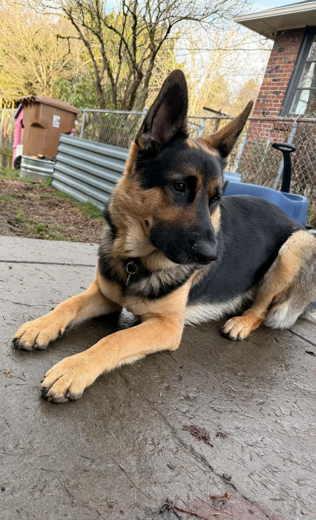 Enlarge Oscar, a ADOPTABLE mixed breed in Tacoma, WA image 4/5