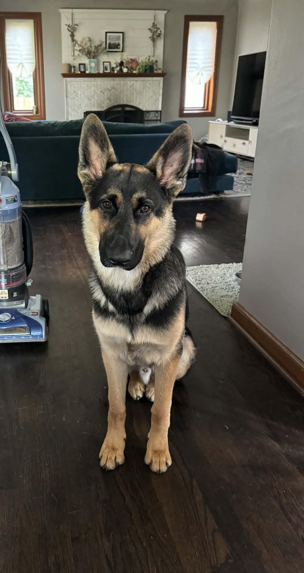 Enlarge Oscar, a ADOPTABLE mixed breed in Tacoma, WA image 2/5