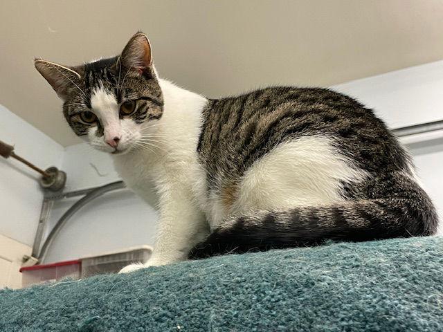 Enlarge Poptart, a Adoptable Tabby in Agoura Hills, CA image 1/2