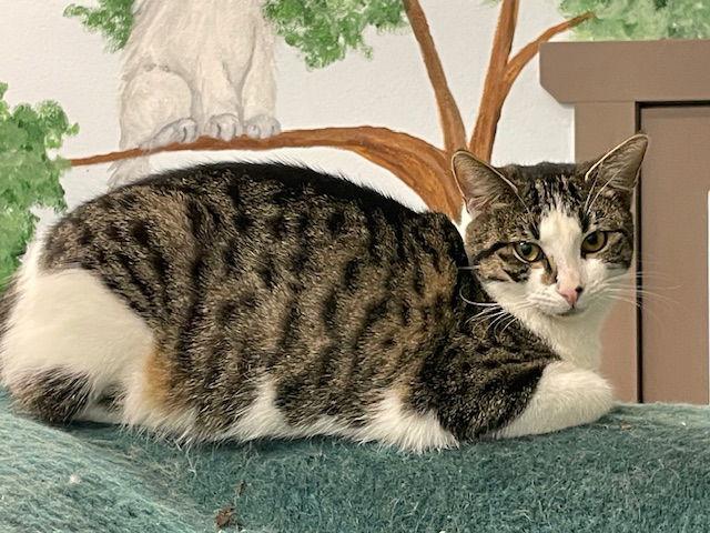 Enlarge Poptart, a Adoptable Tabby in Agoura Hills, CA image 2/2