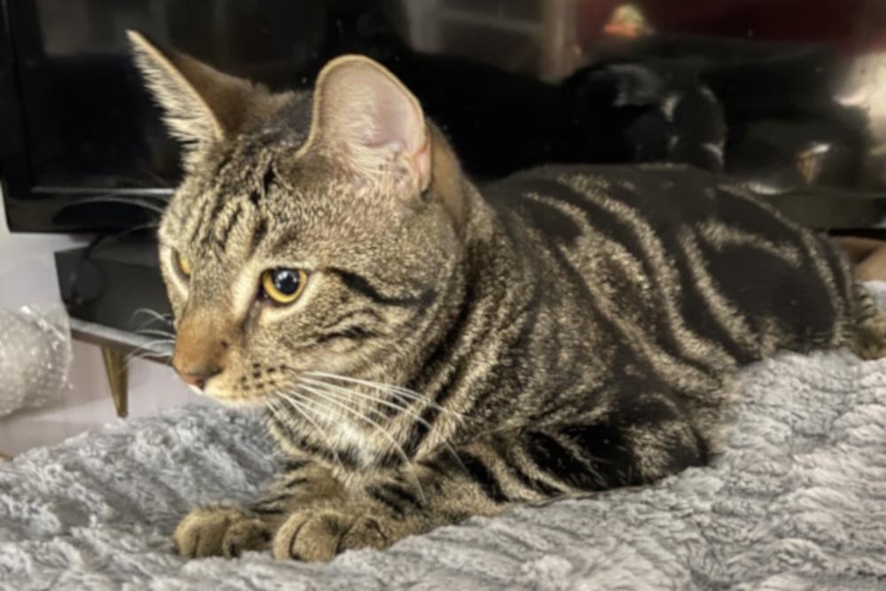 Enlarge Jupiter, a Adopted Domestic Short Hair in Virginia Beach, VA image 1/1