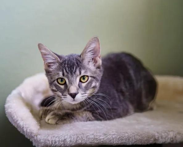 Enlarge Smokey, a Adoptable Tabby in Waxahachie, TX image 2/3