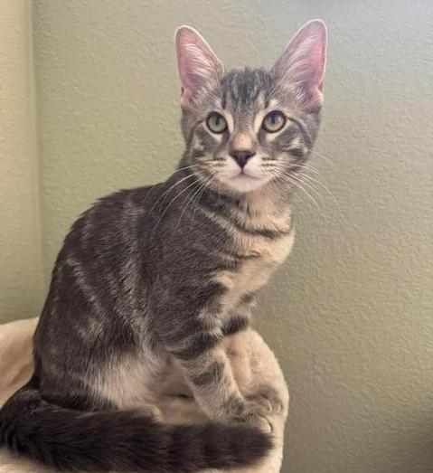 Smokey, Adoptable, Kitten Male Tabby.