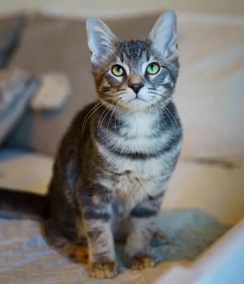 Enlarge Smokey, a Adoptable Tabby in Waxahachie, TX image 3/3