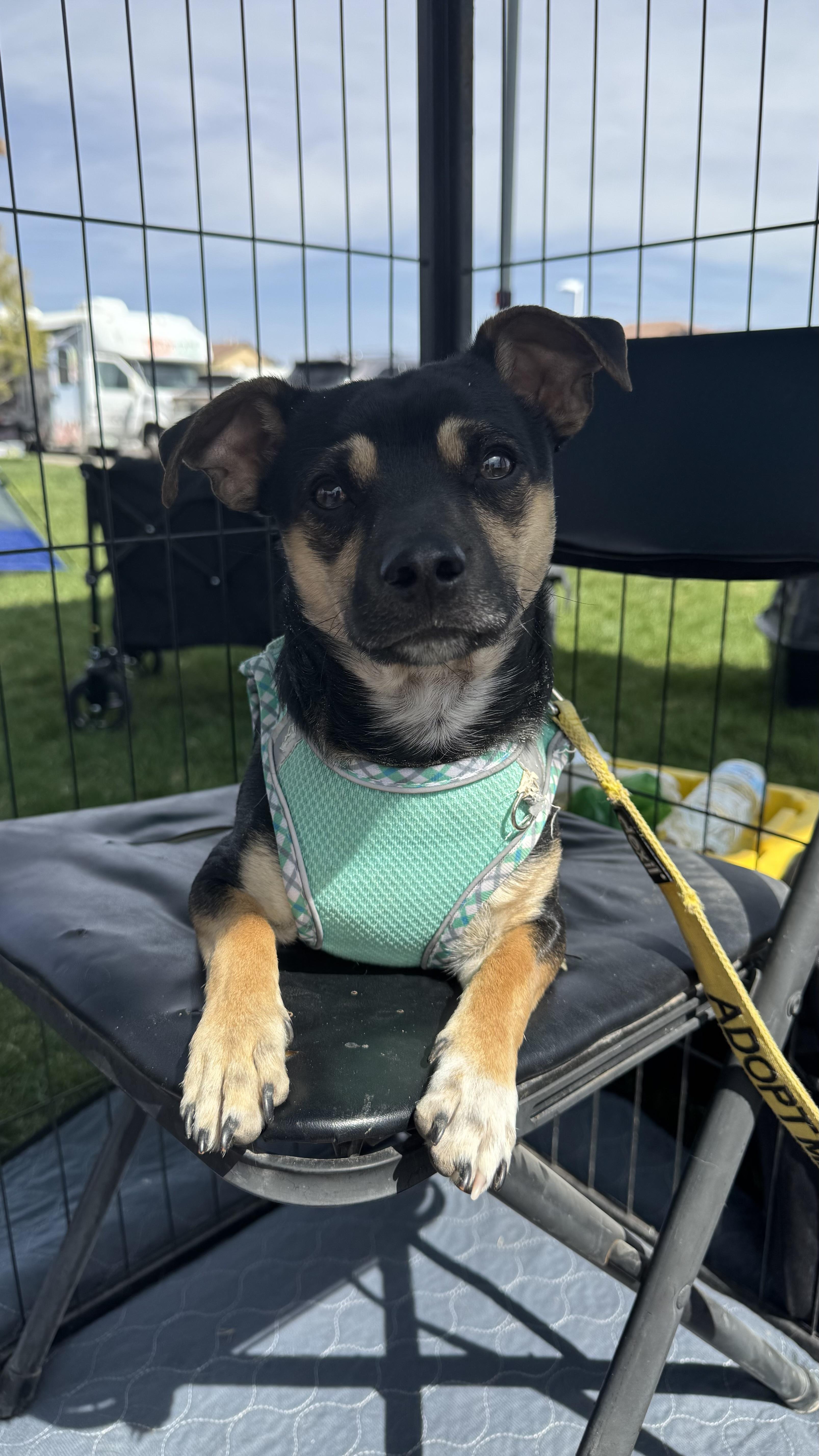 Mick , ADOPTABLE, Young Male Chihuahua.