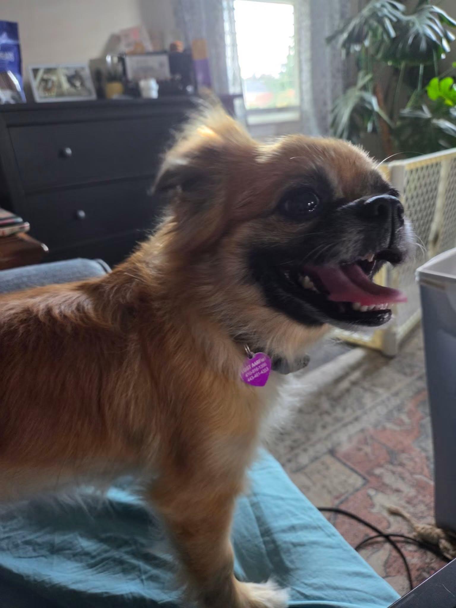 Enlarge Winnie, a Adoptable mixed breed in Baltimore, MD image 2/4
