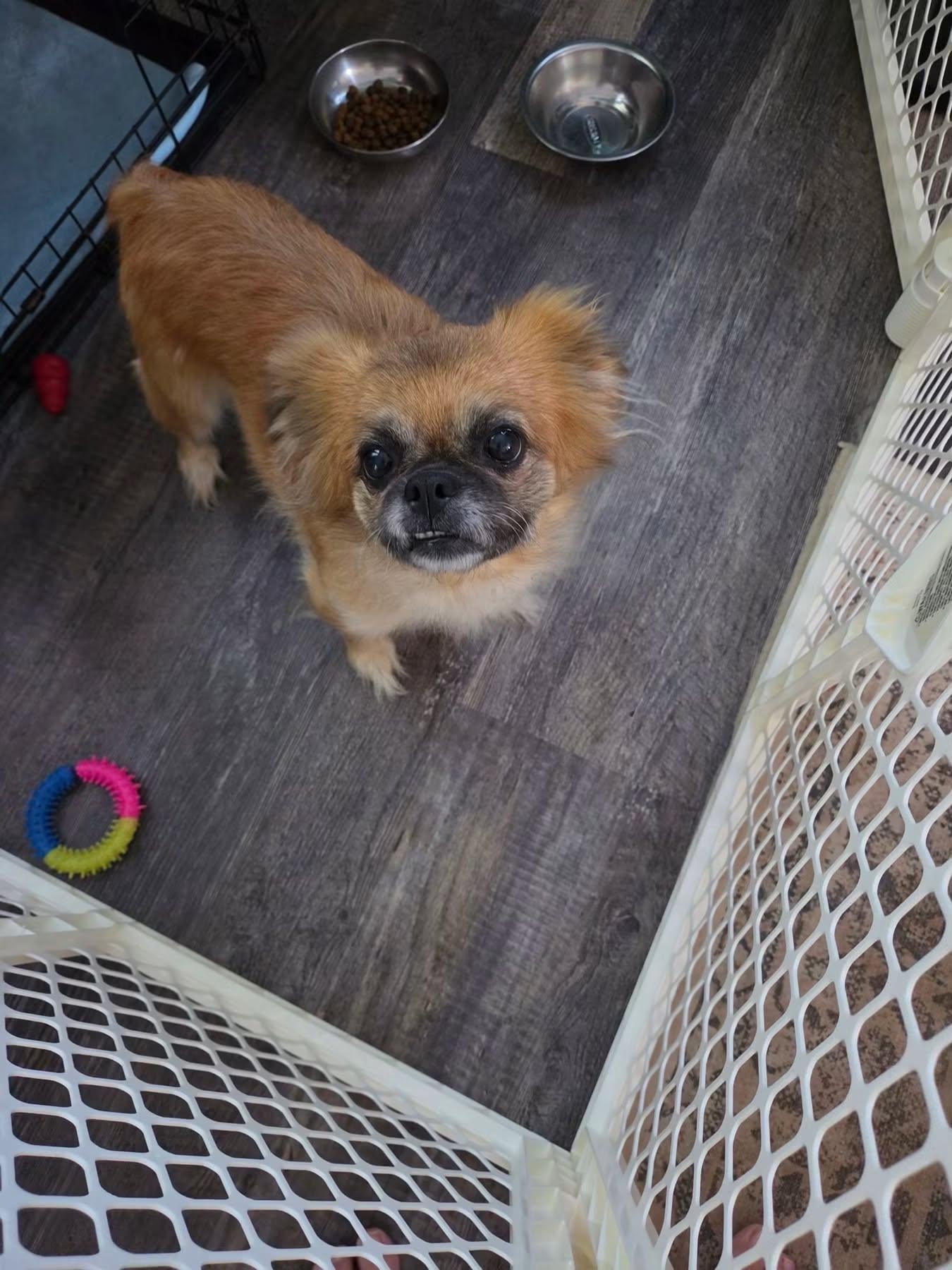 Enlarge Winnie, a Adoptable mixed breed in Baltimore, MD image 3/4