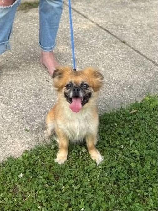 Enlarge Winnie, a Adoptable mixed breed in Baltimore, MD image 1/4