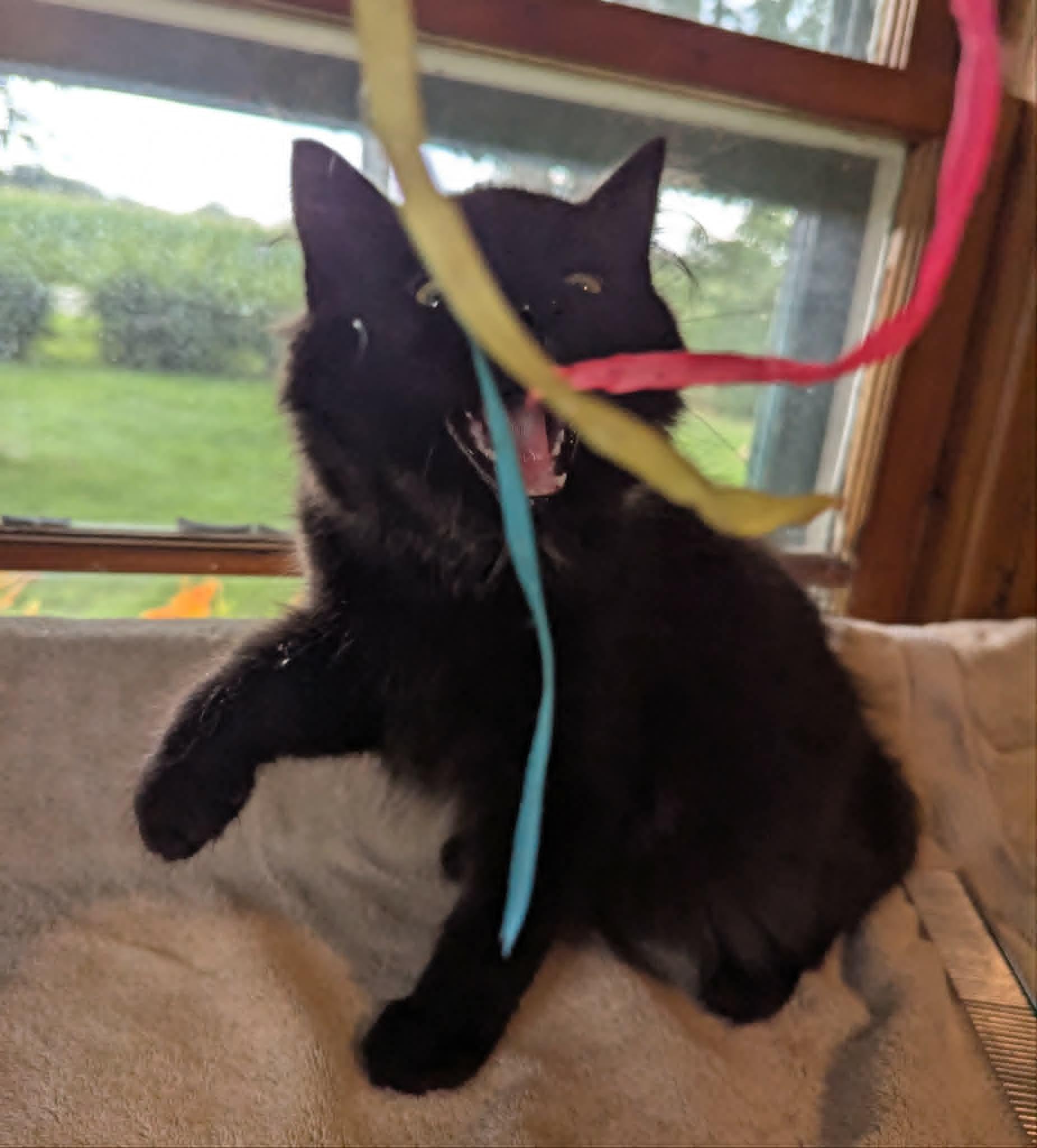 Dan, a ADOPTABLE Domestic Long Hair in Little Falls, MN image 3/3