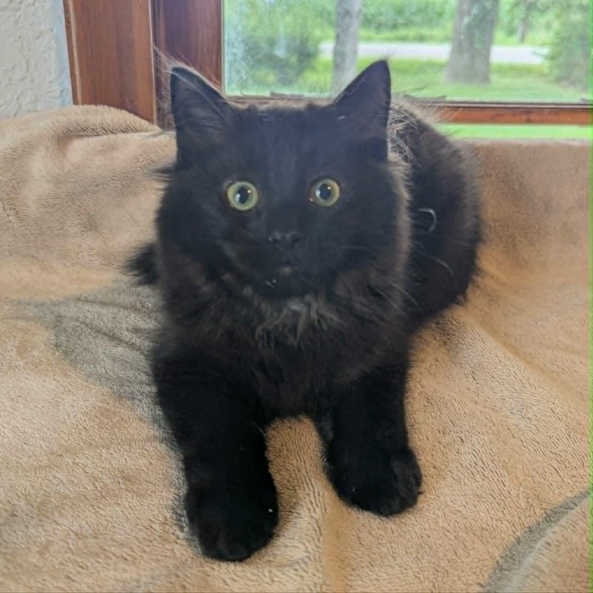 Dan, ADOPTABLE, Kitten Male Domestic Long Hair.