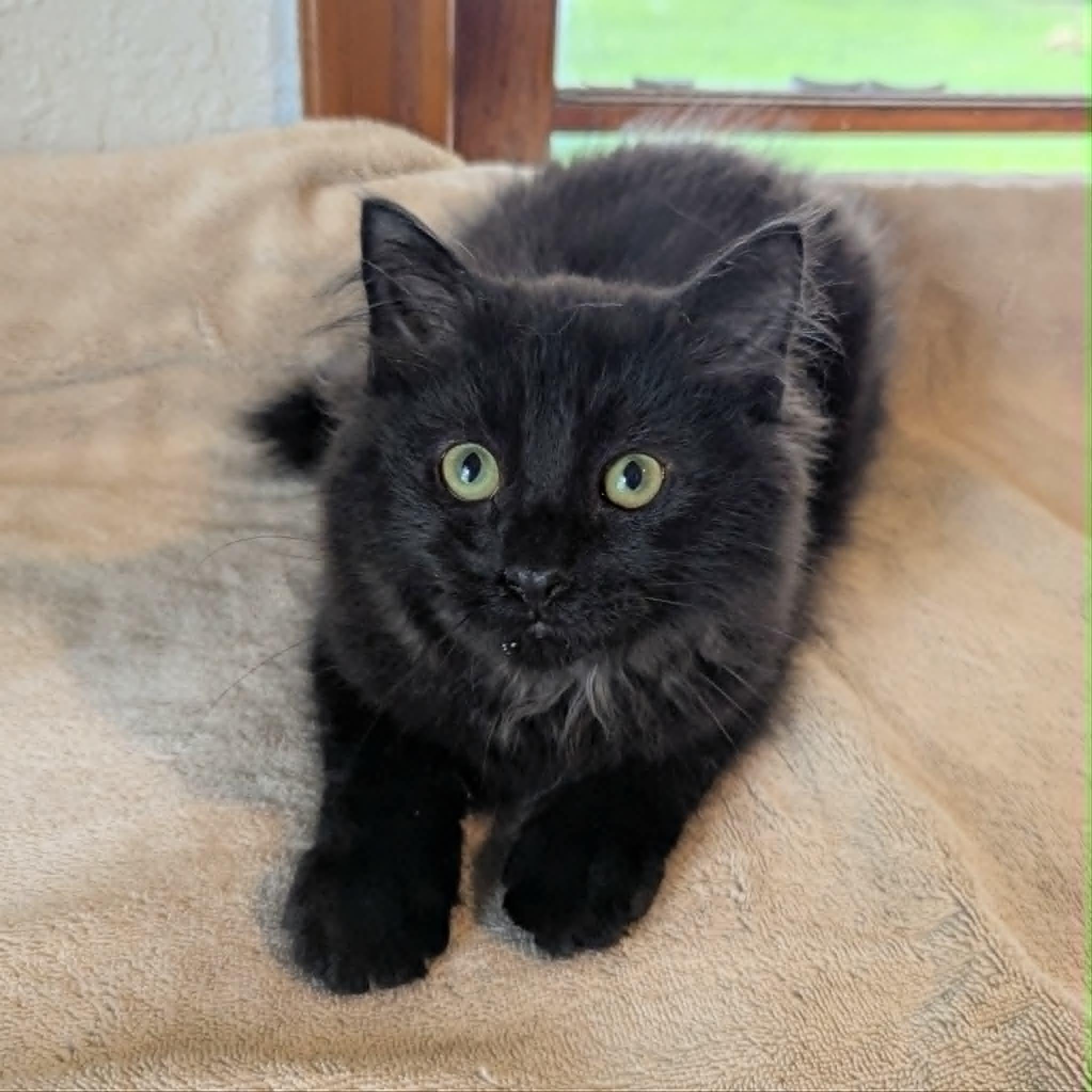 Dan, a ADOPTABLE Domestic Long Hair in Little Falls, MN image 2/3