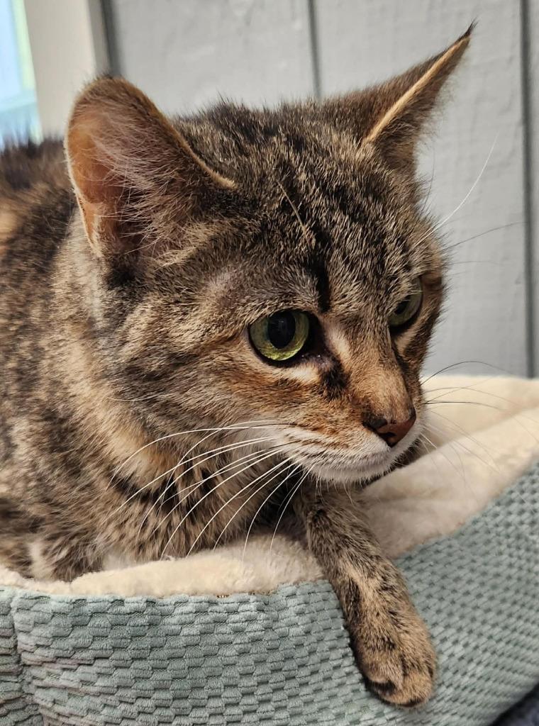 Enlarge Luna, a Adoptable mixed breed in Warren, MI image 1/2