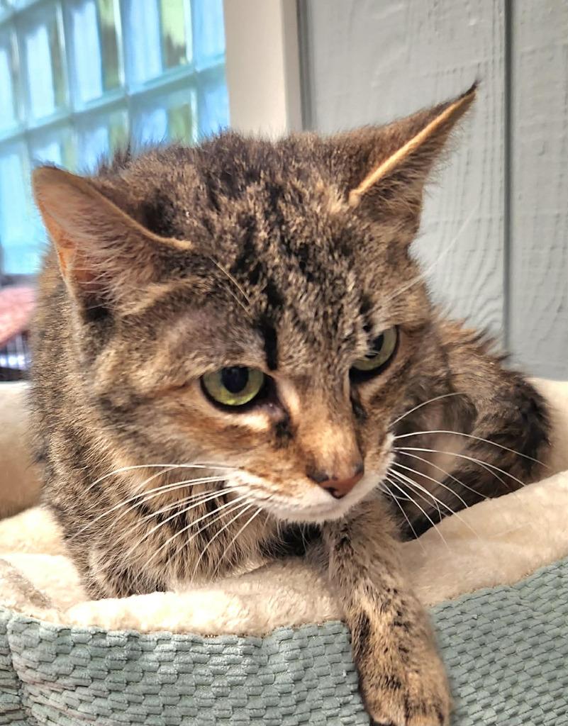 Enlarge Luna, a Adoptable mixed breed in Warren, MI image 2/2