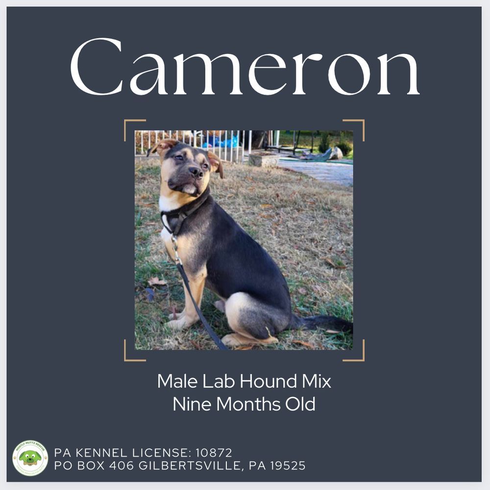 Cameron, Adopted, Puppy Male Labrador Retriever.