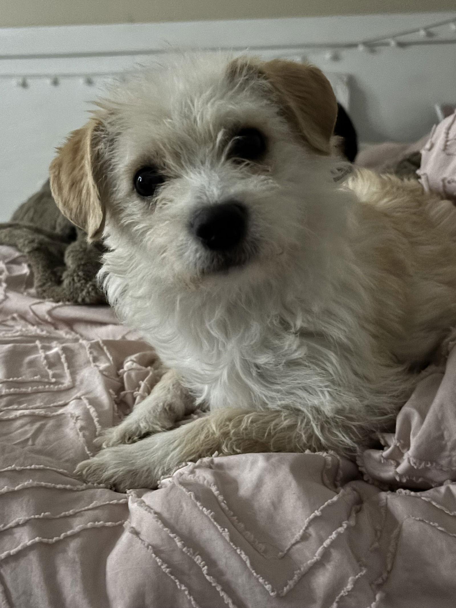 Enlarge Bella, a Adopted mixed breed in Columbus, IN image 1/2