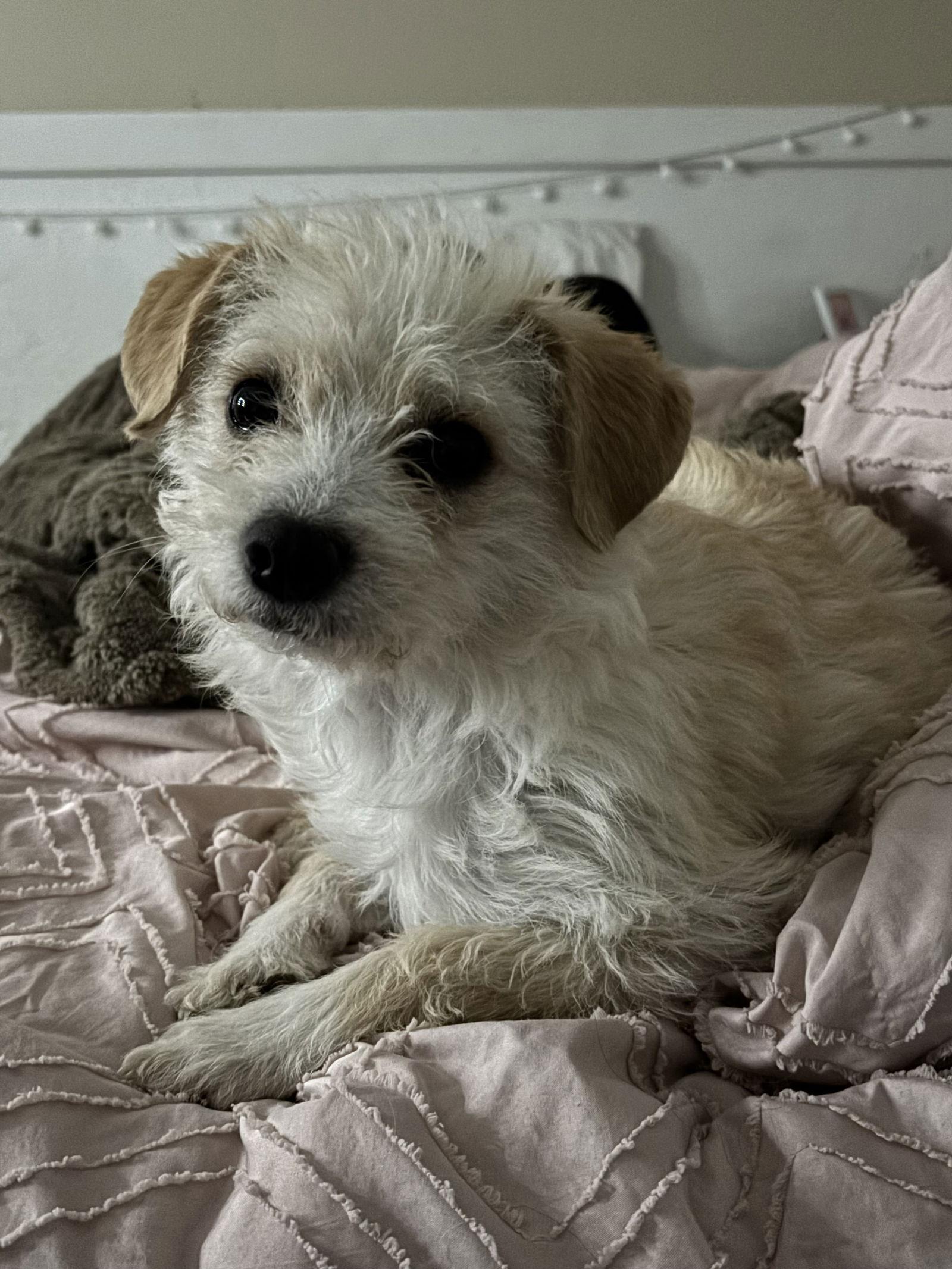 Enlarge Bella, a Adopted mixed breed in Columbus, IN image 2/2