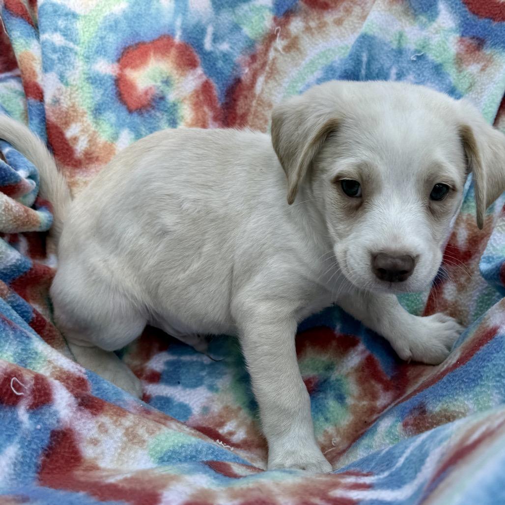 Jorah, Adoptable, Puppy Male Mixed Breed & Australian Shepherd.