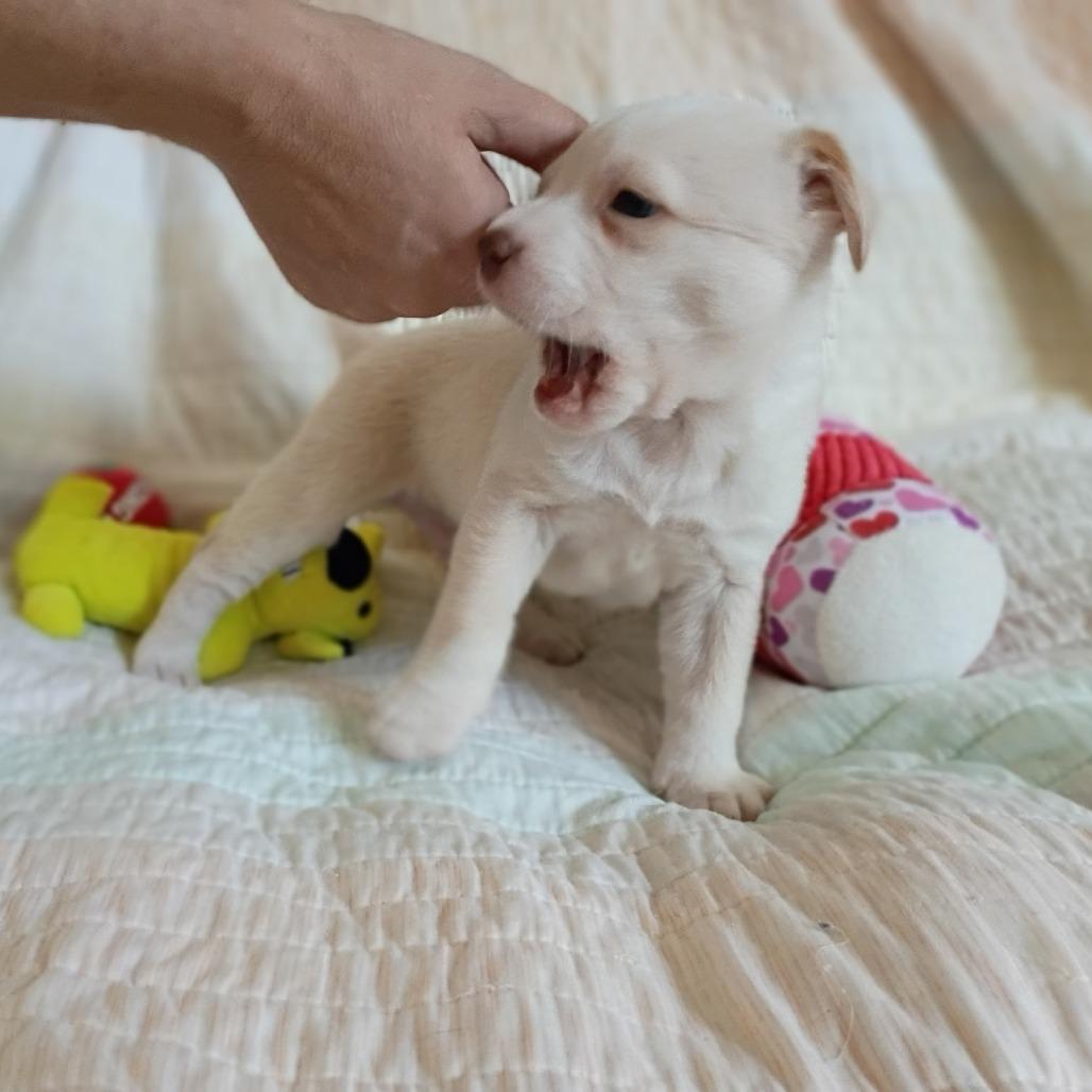 Enlarge Jorah, a Adoptable mixed breed in Wadena, MN image 2/5