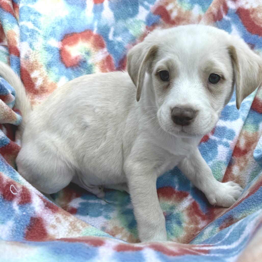 Enlarge Jorah, a Adoptable mixed breed in Wadena, MN image 3/5