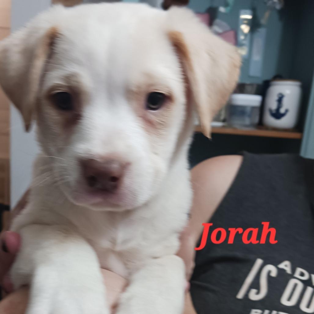 Enlarge Jorah, a Adoptable mixed breed in Wadena, MN image 4/5