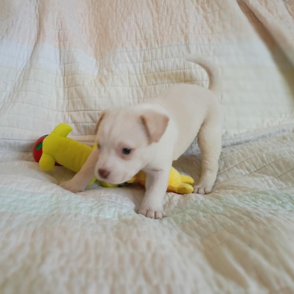 Enlarge Jorah, a Adoptable mixed breed in Wadena, MN image 5/5