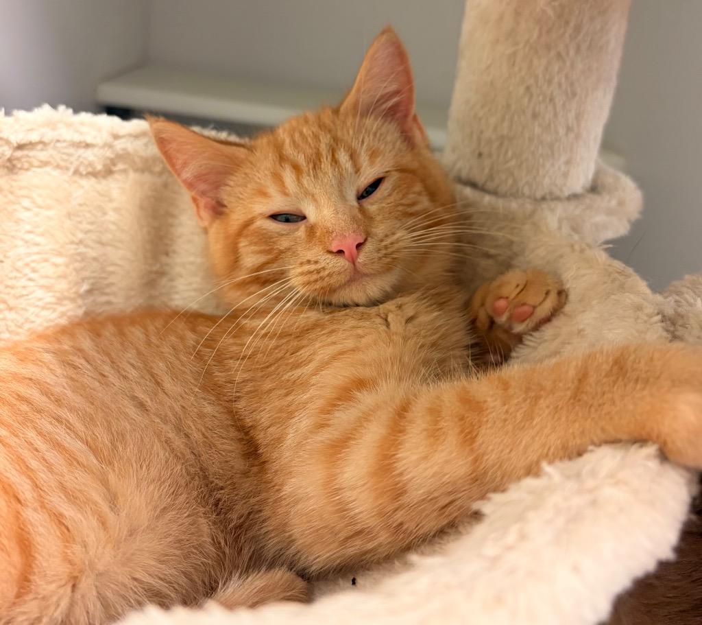 Enlarge Yule Tide, a Adoptable mixed breed in Neosho, MO image 1/2