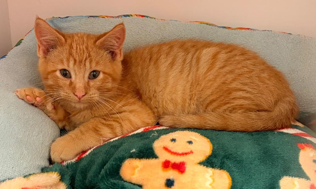 Enlarge Yule Tide, a Adoptable mixed breed in Neosho, MO image 2/2