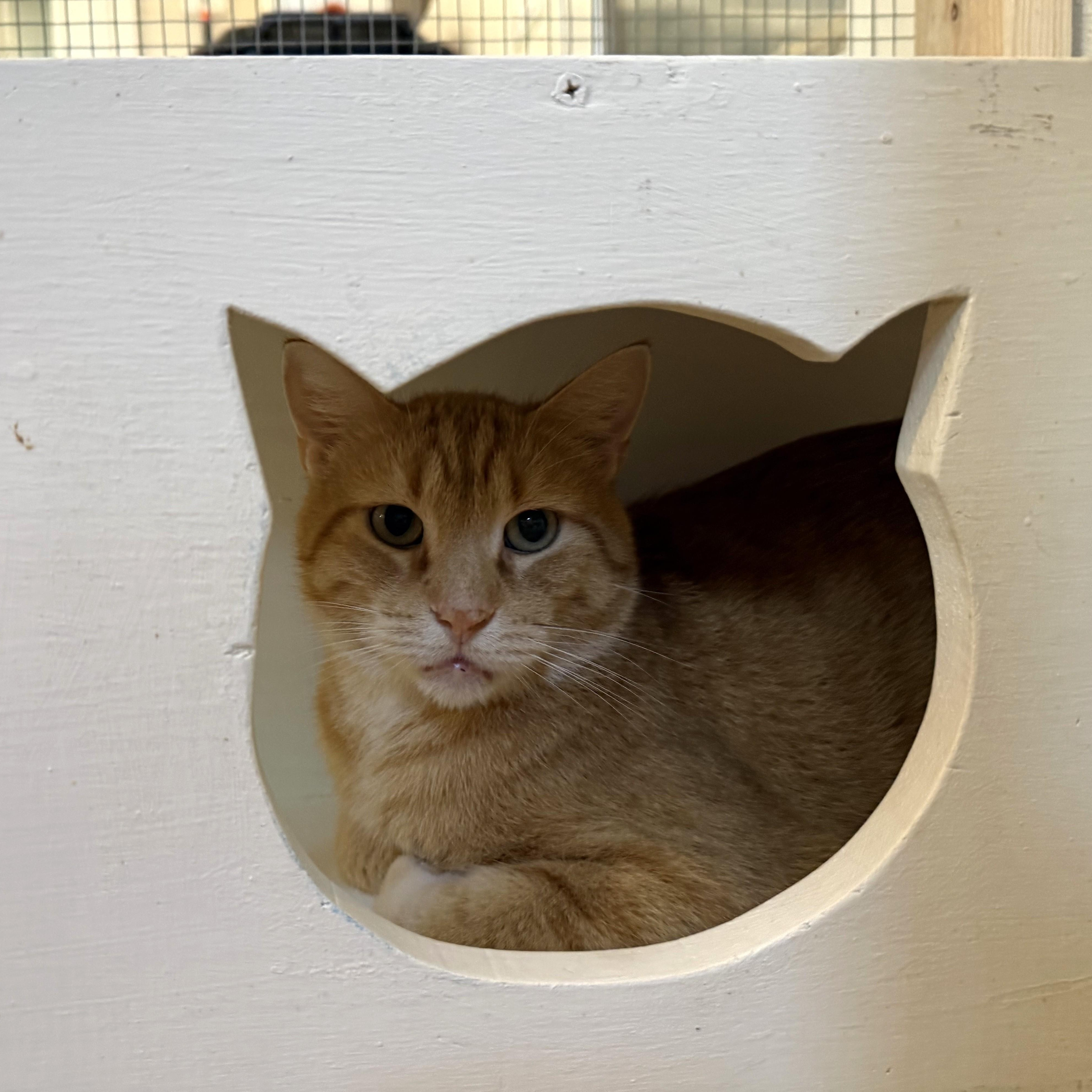 Enlarge DORIAN, a Adoptable Domestic Short Hair in La Crescent, MN image 5/6