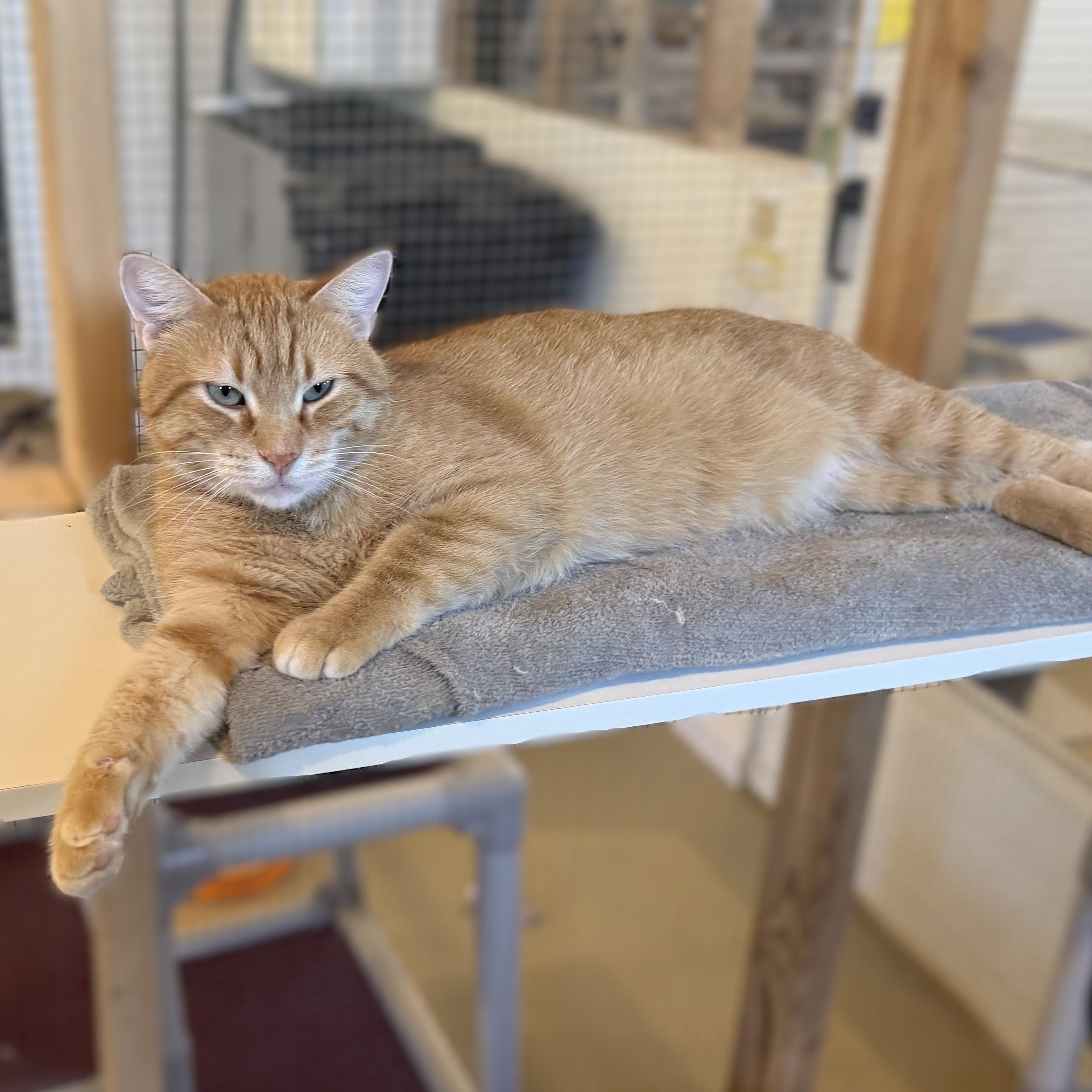 Enlarge DORIAN, a Adoptable Domestic Short Hair in La Crescent, MN image 2/6
