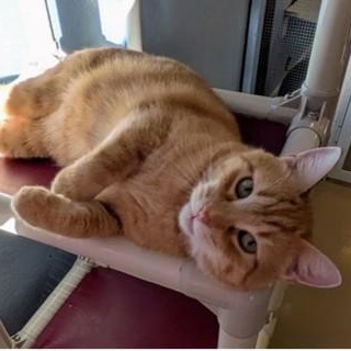 DORIAN, Adoptable, Adult Male Domestic Short Hair.