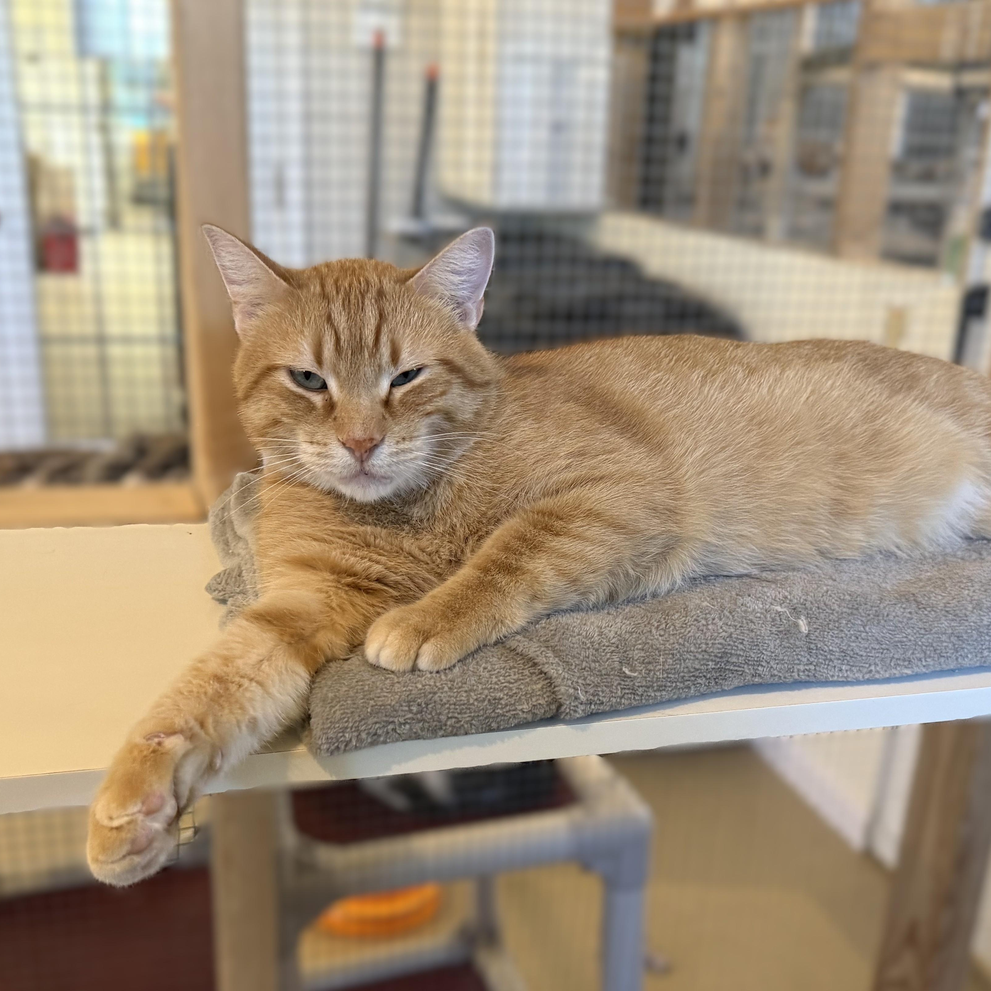 Enlarge DORIAN, a Adoptable Domestic Short Hair in La Crescent, MN image 4/6
