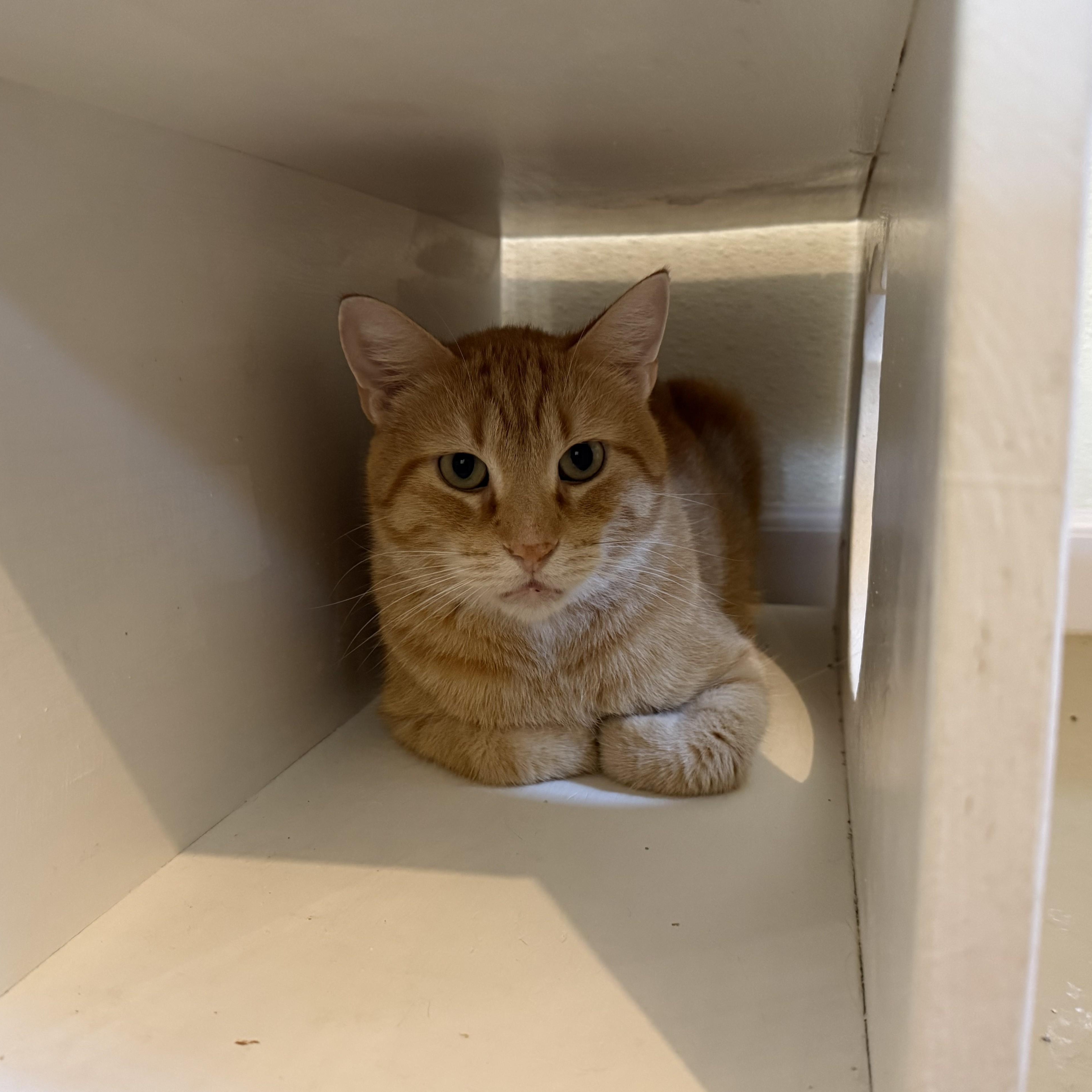 Enlarge DORIAN, a Adoptable Domestic Short Hair in La Crescent, MN image 3/6