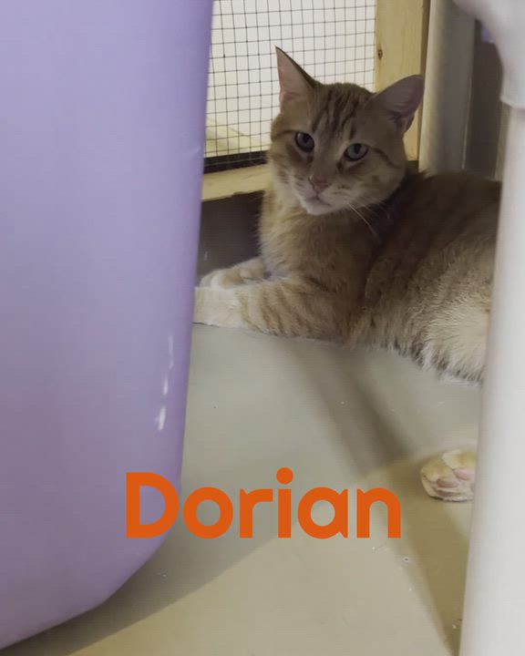 Enlarge DORIAN, a Adoptable Domestic Short Hair in La Crescent, MN video 6/6