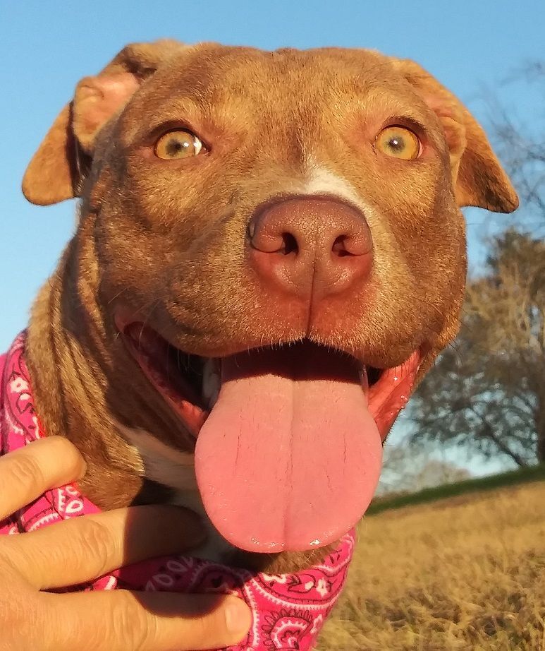 Ally - darling girl!!! (OR-077156), Adoptable, Young Female American Staffordshire Terrier & Blue Lacy.